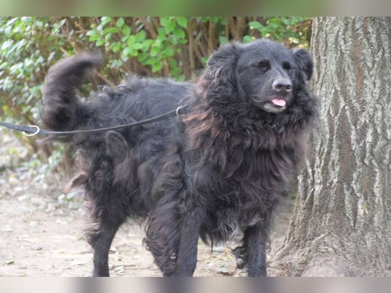 Gunnar - sehr netter Rüde, der es genießt gestreichelt zu werden