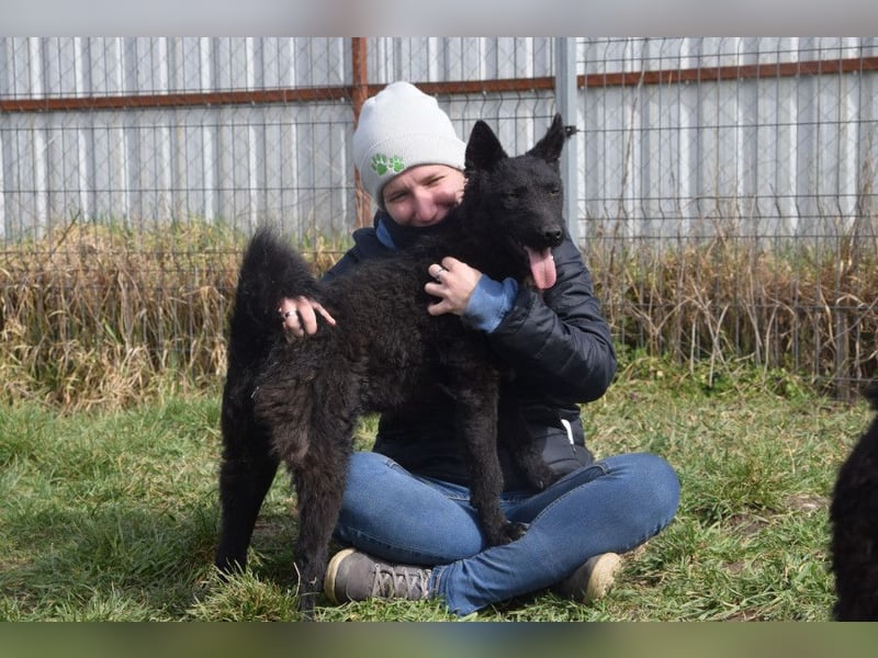 Oliver - lustiger, verspielter, freundlicher, verschmuster Rüde