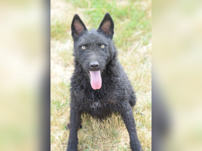 Oliver - lustiger, verspielter, freundlicher, verschmuster Rüde