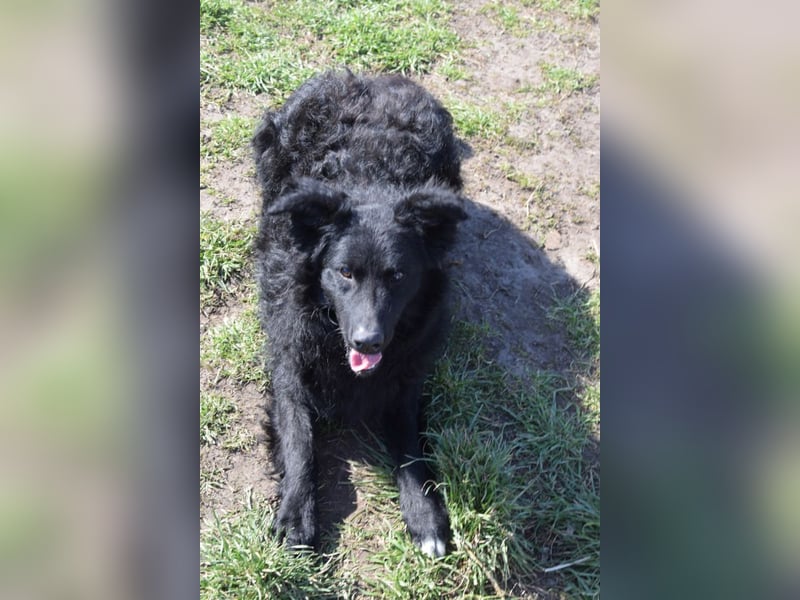 Gunnar - sehr netter Rüde, der es genießt gestreichelt zu werden