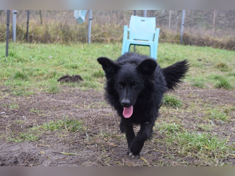 Gunnar - sehr netter Rüde, der es genießt gestreichelt zu werden