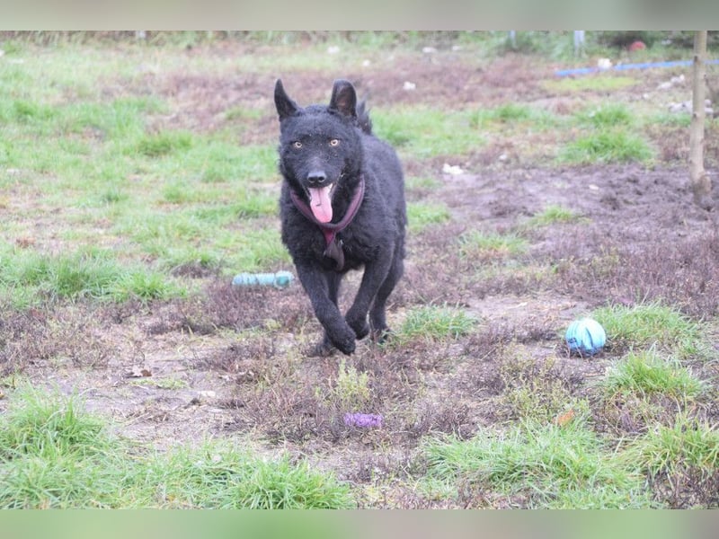 Oliver - lustiger, verspielter, freundlicher, verschmuster Rüde
