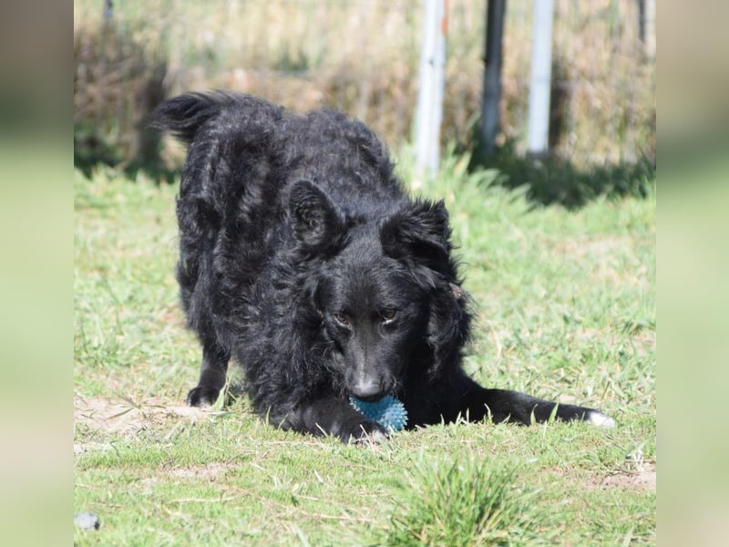 Gunnar - sehr netter Rüde, der es genießt gestreichelt zu werden