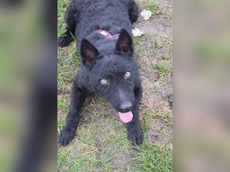 Oliver - lustiger, verspielter, freundlicher, verschmuster Rüde