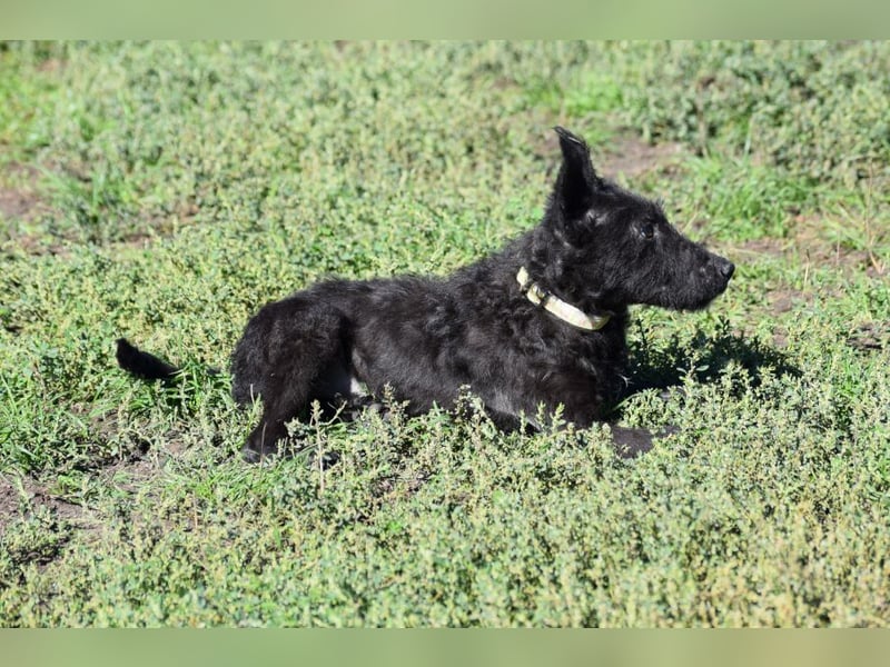 Oliver - lustiger, verspielter, freundlicher, verschmuster Rüde