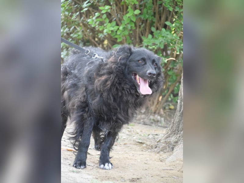 Gunnar - sehr netter Rüde, der es genießt gestreichelt zu werden