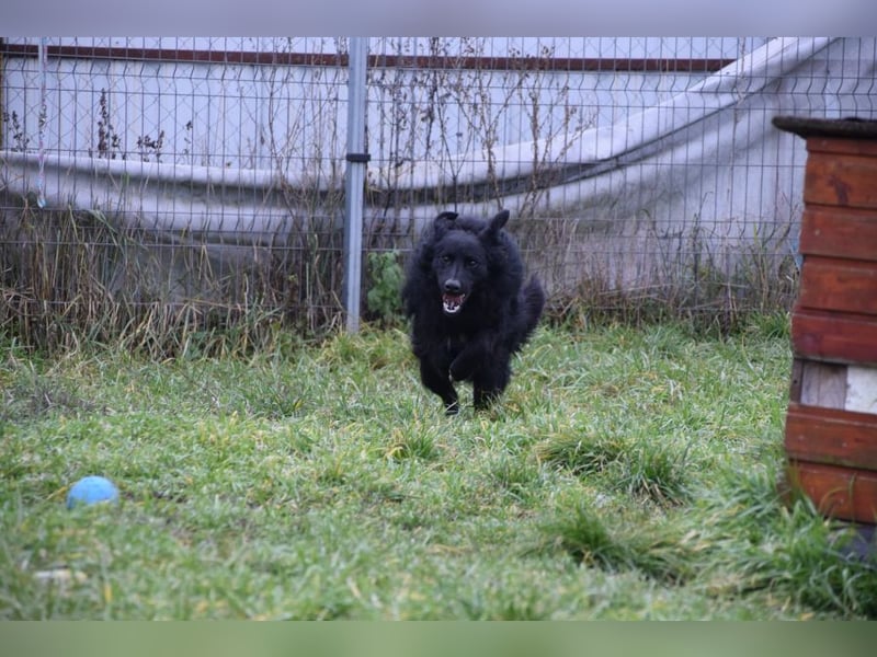 Gunnar - sehr netter Rüde, der es genießt gestreichelt zu werden