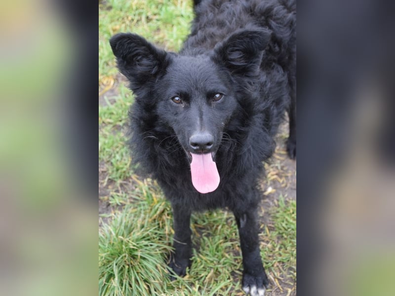 Gunnar - sehr netter Rüde, der es genießt gestreichelt zu werden