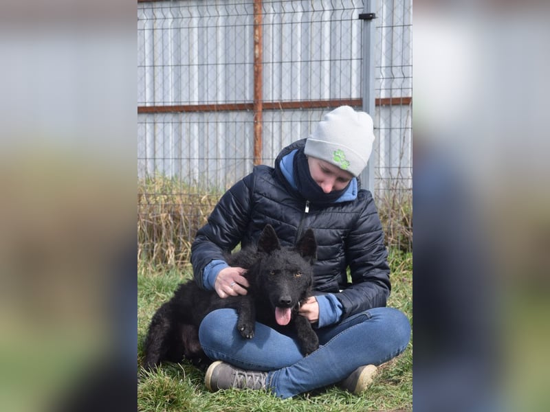 Oliver - lustiger, verspielter, freundlicher, verschmuster Rüde