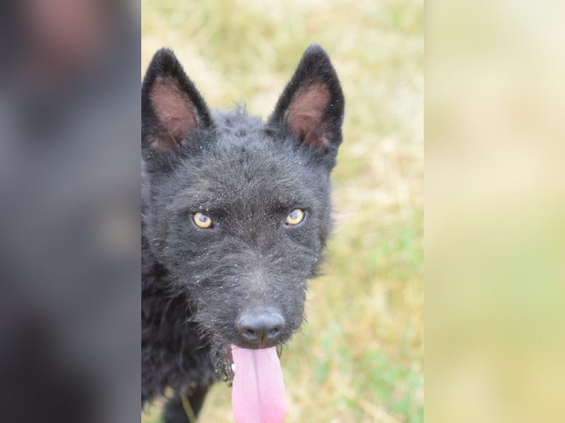 Oliver - lustiger, verspielter, freundlicher, verschmuster Rüde