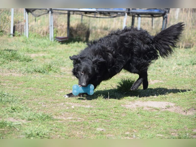 Gunnar - sehr netter Rüde, der es genießt gestreichelt zu werden