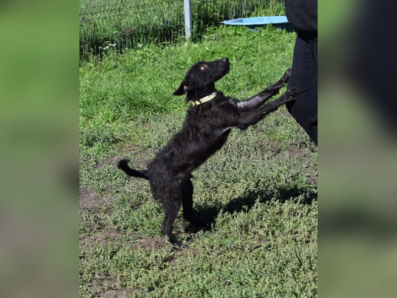Oliver - lustiger, verspielter, freundlicher, verschmuster Rüde