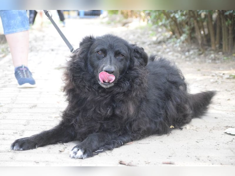 Gunnar - sehr netter Rüde, der es genießt gestreichelt zu werden