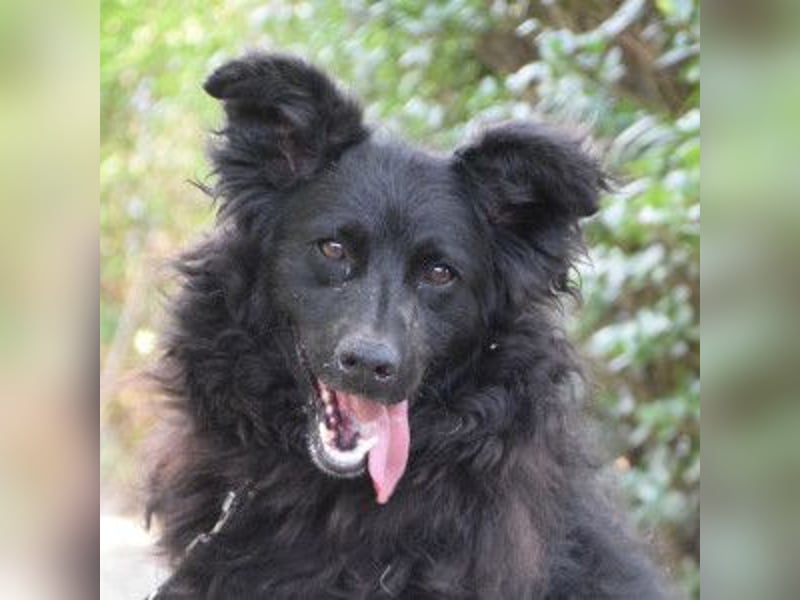 Gunnar - sehr netter Rüde, der es genießt gestreichelt zu werden