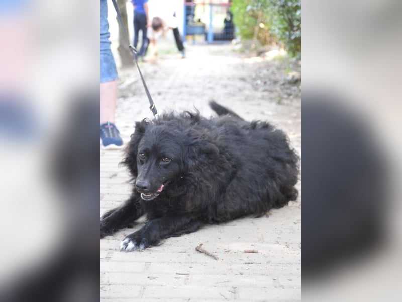 Gunnar - sehr netter Rüde, der es genießt gestreichelt zu werden