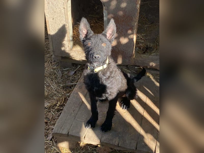 Oliver - lustiger, verspielter, freundlicher, verschmuster Rüde