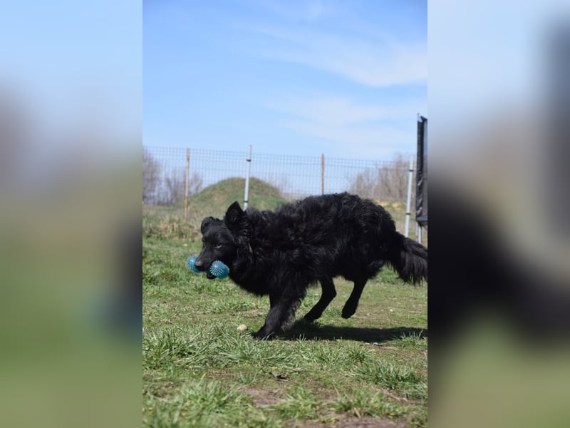 Gunnar - sehr netter Rüde, der es genießt gestreichelt zu werden