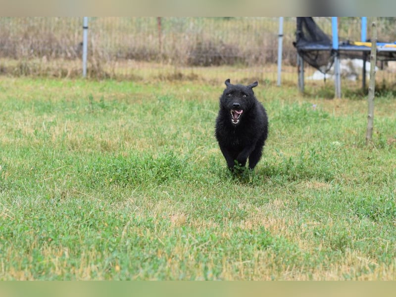 Oliver - lustiger, verspielter, freundlicher, verschmuster Rüde