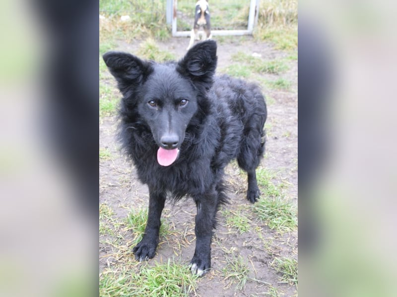 Gunnar - sehr netter Rüde, der es genießt gestreichelt zu werden