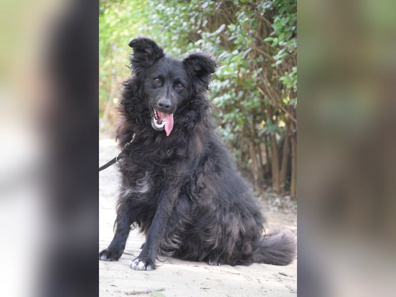 Gunnar - sehr netter Rüde, der es genießt gestreichelt zu werden