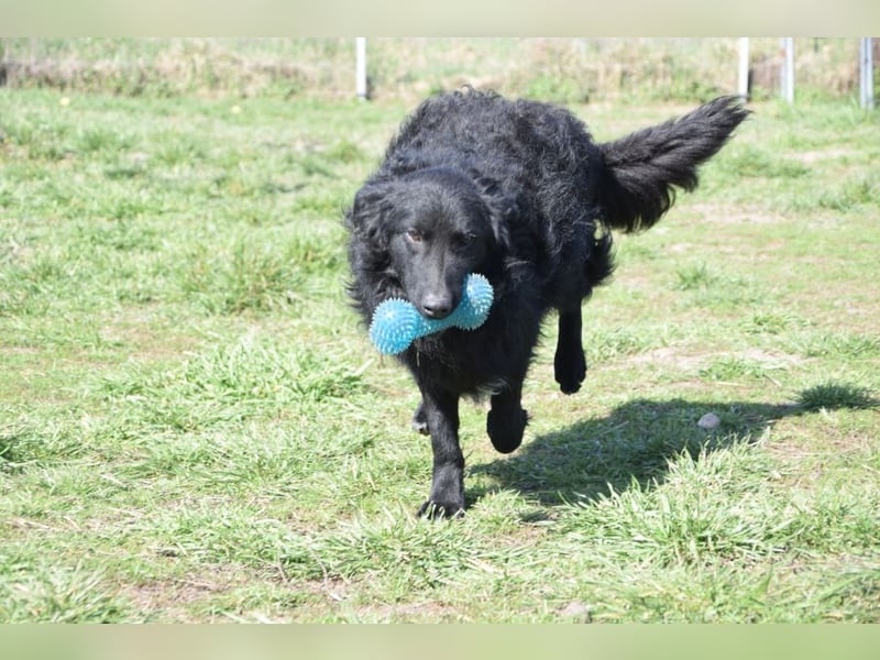Gunnar - sehr netter Rüde, der es genießt gestreichelt zu werden