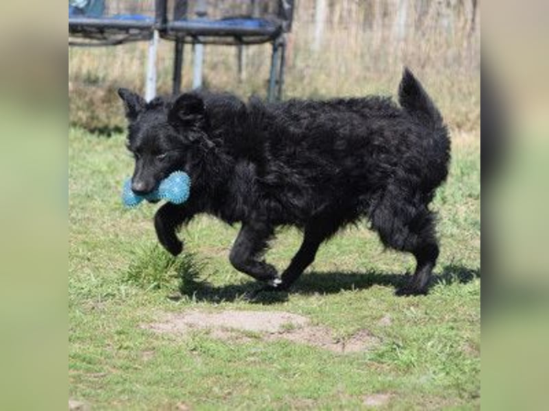 Gunnar - sehr netter Rüde, der es genießt gestreichelt zu werden