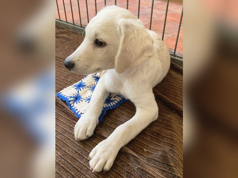 kleiner Zwerg LUCKY auf der Suche - 12 Wochen, spät. 40/45cm - Mischlinge
