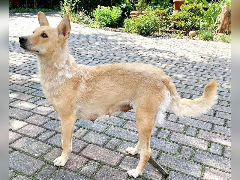 5 kleine Zwerge auf der Suche - 9 Wochen, spät. 40/45cm - Mischlinge