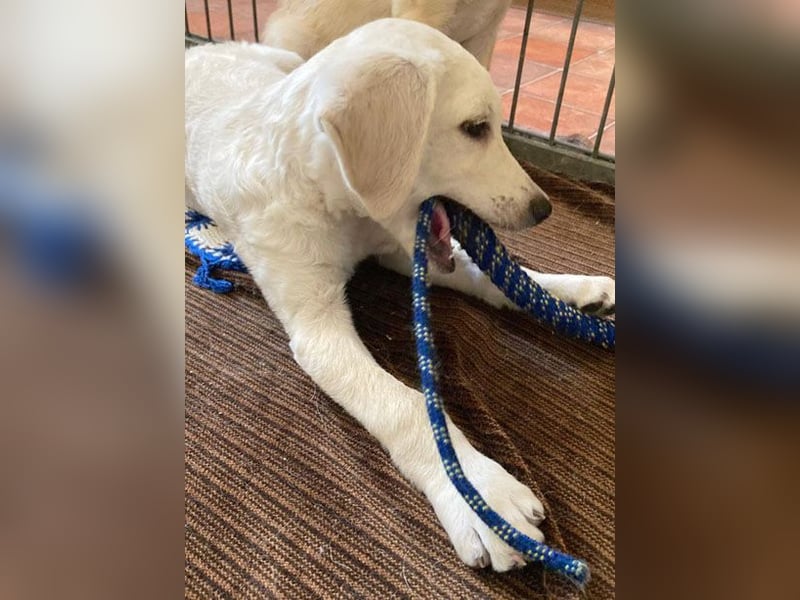 kleiner Zwerg LUCKY auf der Suche - 12 Wochen, spät. 40/45cm - Mischlinge
