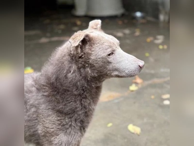 Elvis Presley Elvis Presley