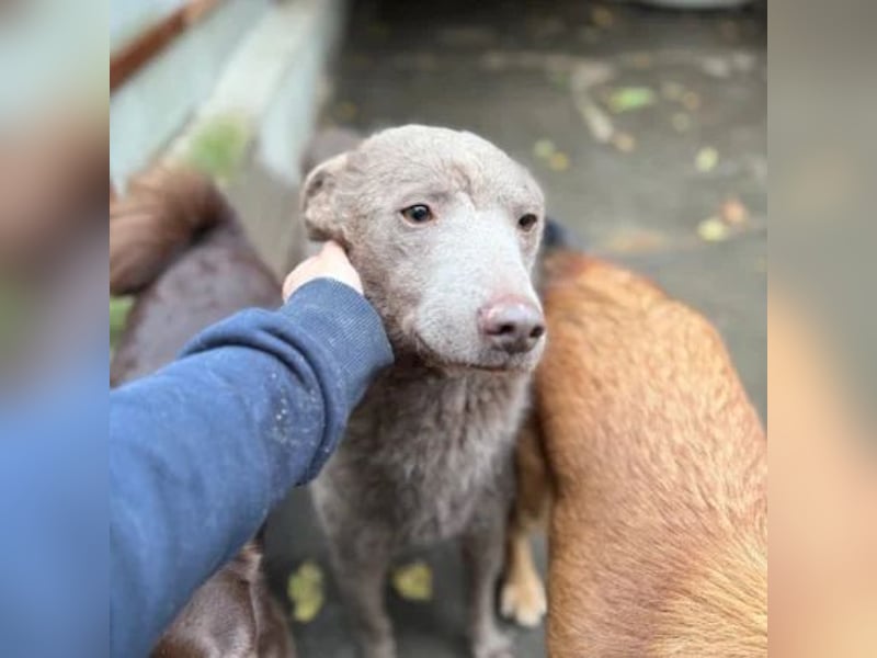 Elvis Presley Elvis Presley