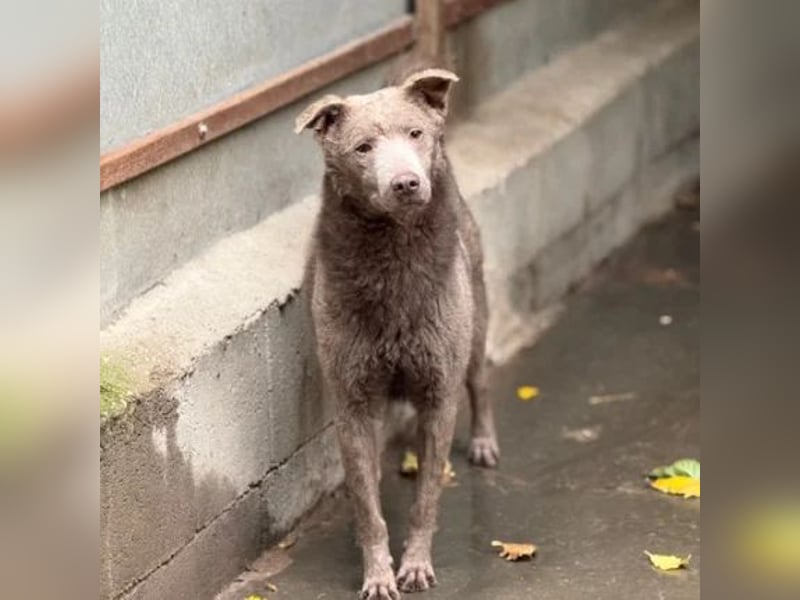 Elvis Presley Elvis Presley