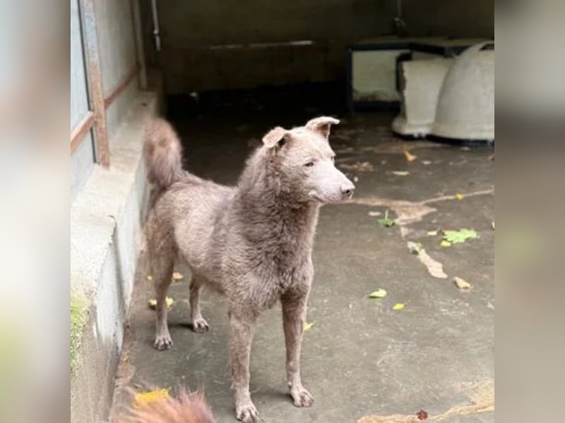 Elvis Presley Elvis Presley