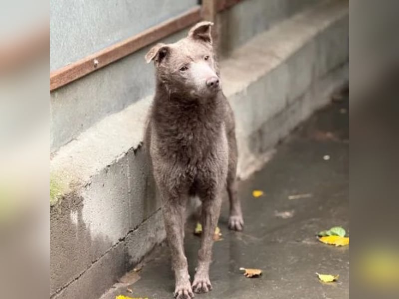 Elvis Presley Elvis Presley