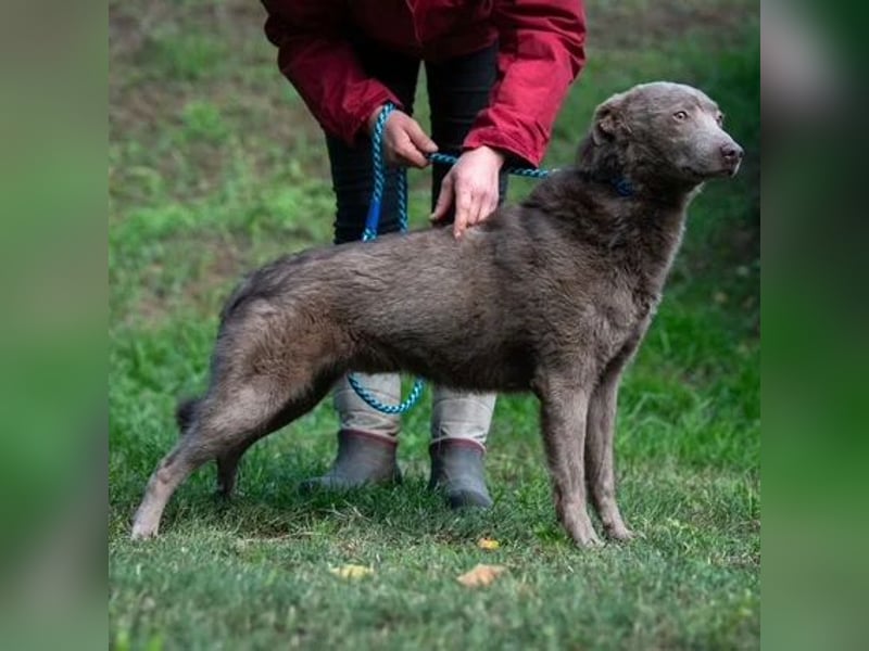 Elvis Presley Elvis Presley