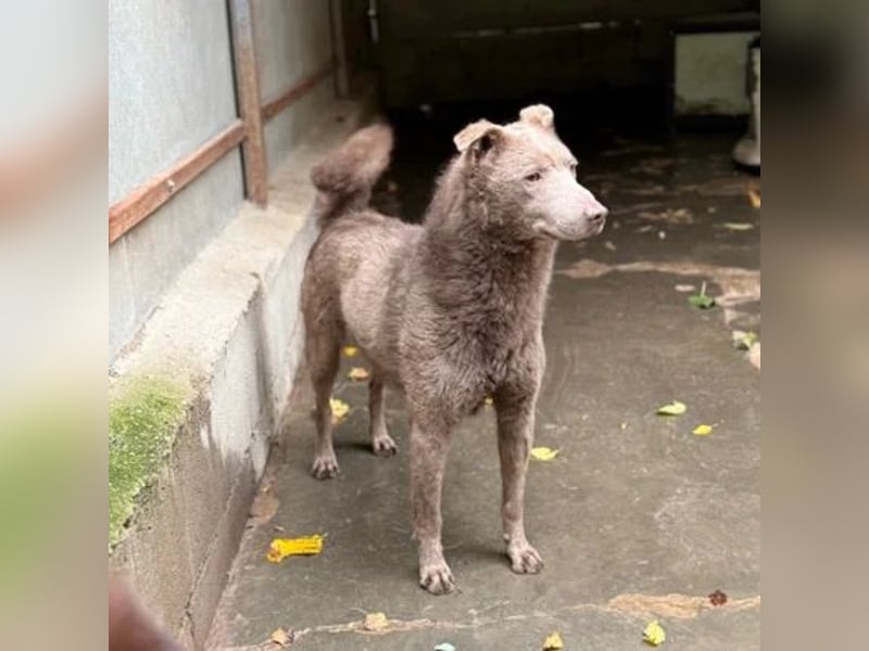 Elvis Presley Elvis Presley