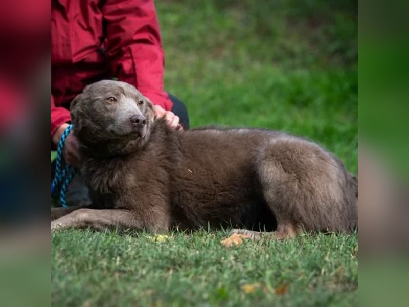 Elvis Presley Elvis Presley