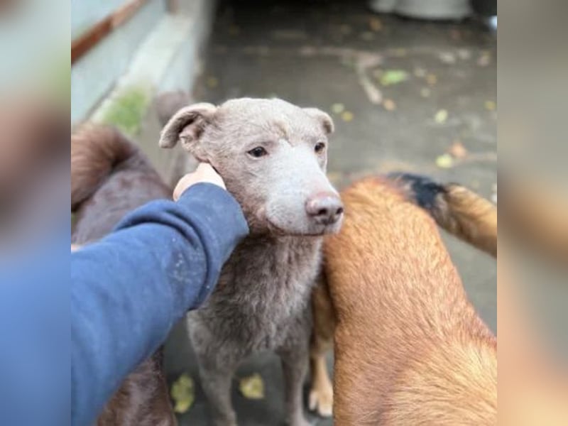 Elvis Presley Elvis Presley