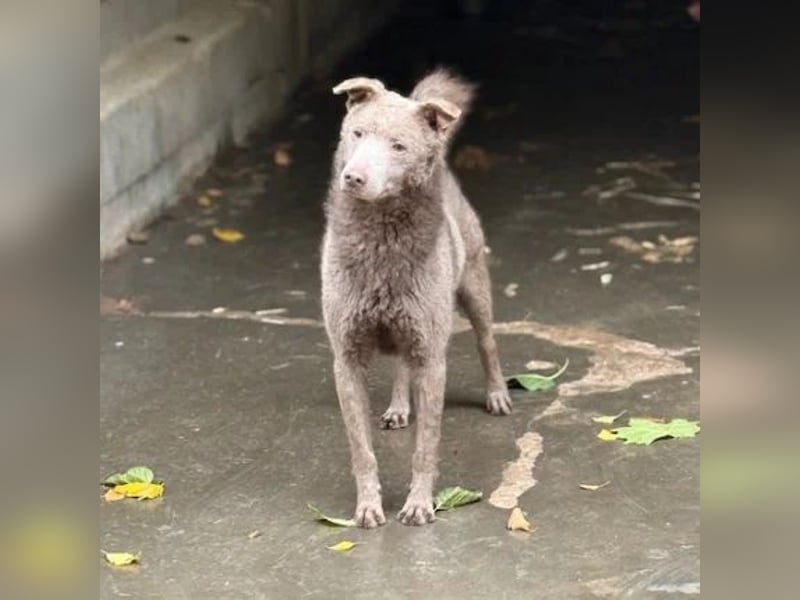 Elvis Presley Elvis Presley