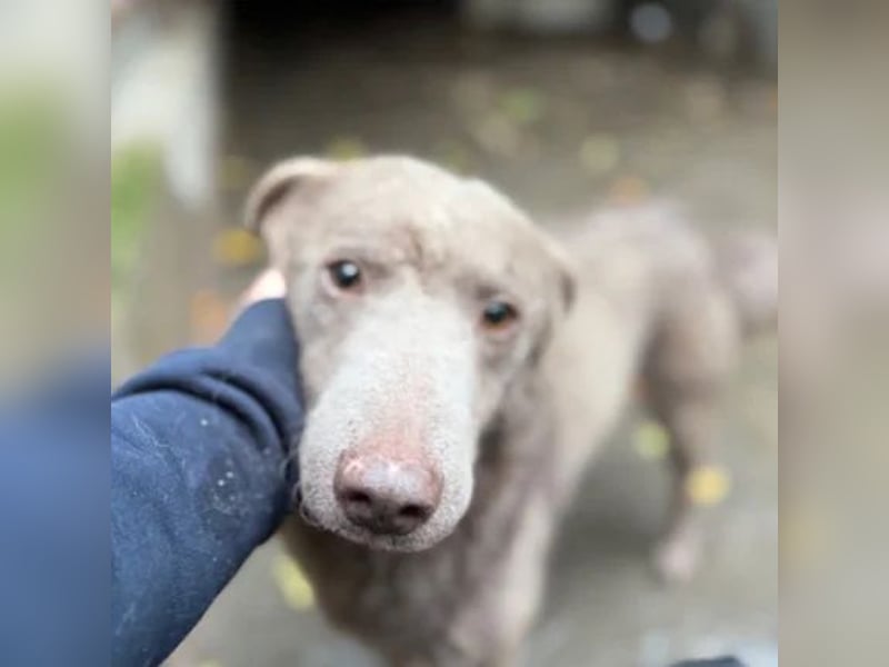 Elvis Presley Elvis Presley