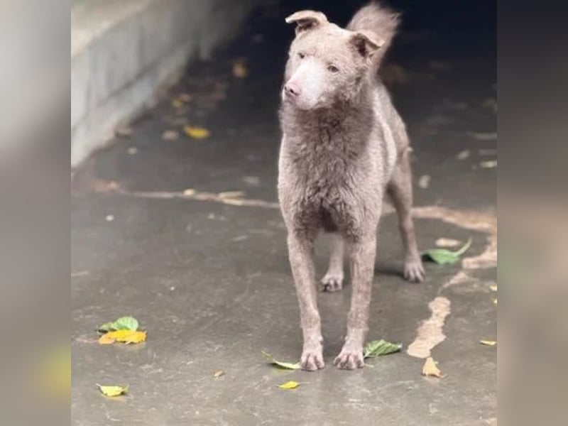 Elvis Presley Elvis Presley