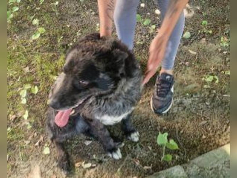 Juhász