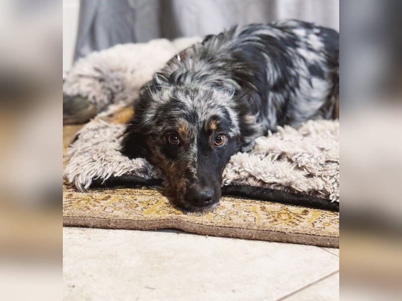 Cryp Aktiver, intelligenter freundlicher Mudi-Mix sucht seine Menschen