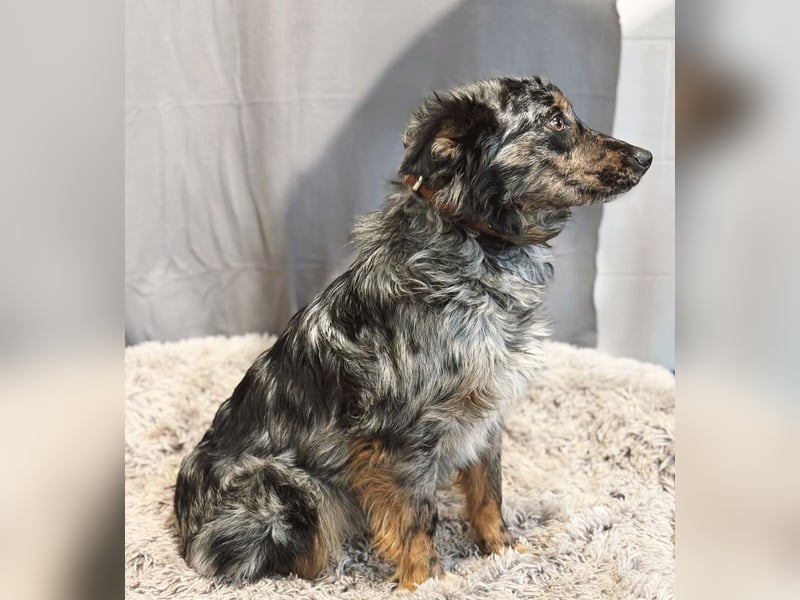 Cryp Aktiver, intelligenter freundlicher Mudi-Mix sucht seine Menschen