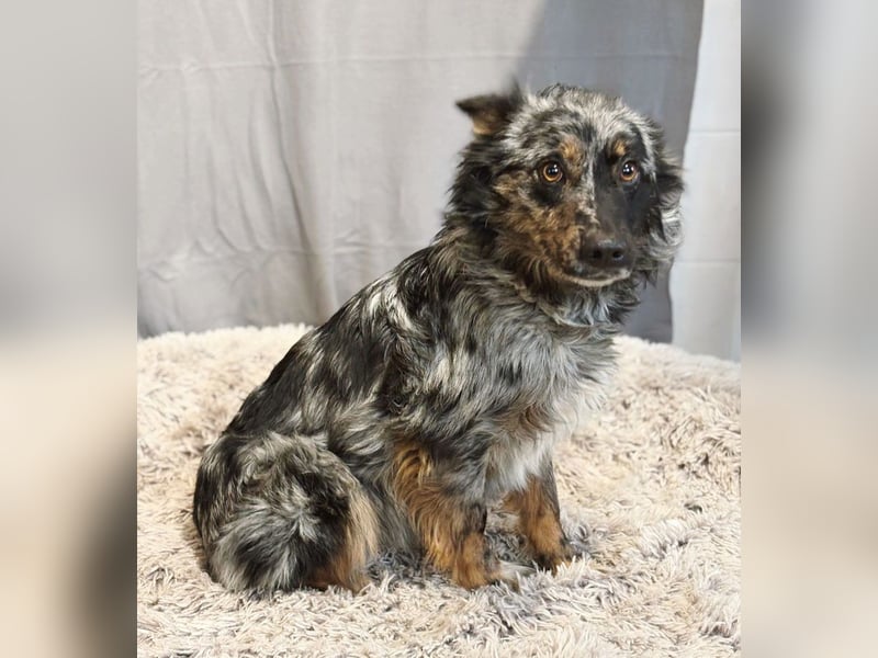 Cryp Aktiver, intelligenter freundlicher Mudi-Mix sucht seine Menschen