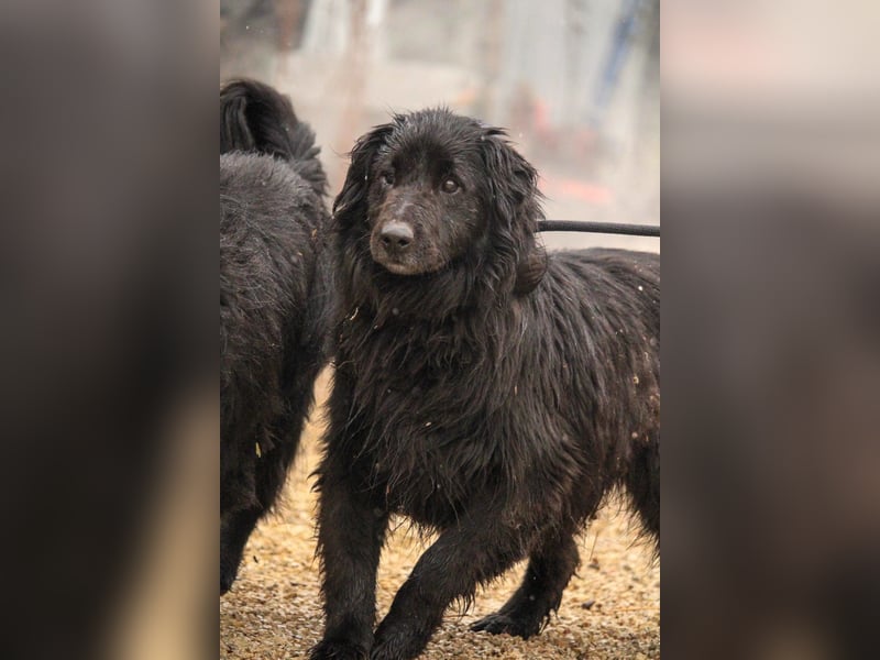 Flipper VA – Sanfter Mudi-Mix sucht zweite Chance