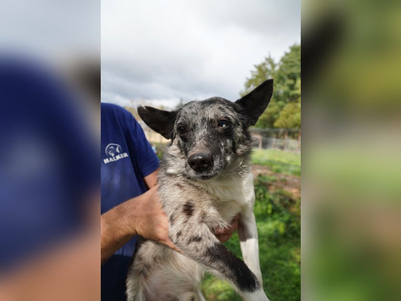 Scotty VA– Hund mit besonderer Vergangenheit sucht fröhliche Zukunft