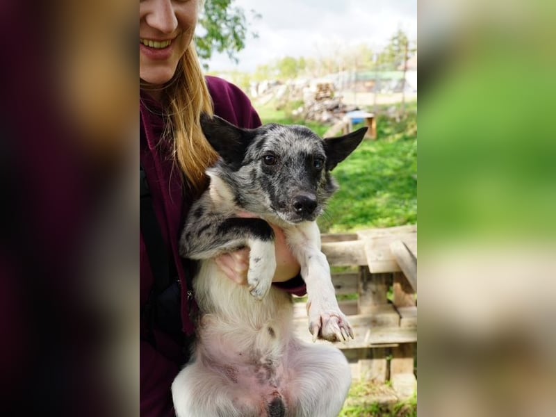 Scotty VA– Hund mit besonderer Vergangenheit sucht fröhliche Zukunft