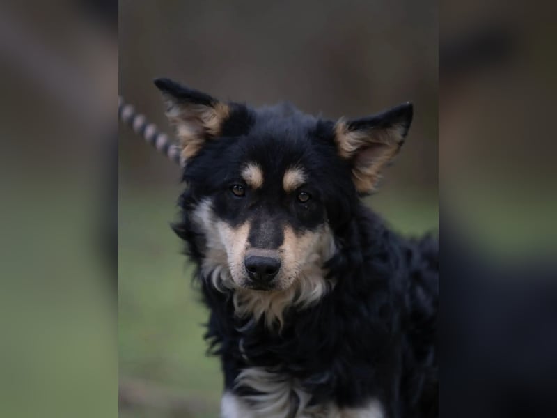 Arthur-BE – kluger Junge sucht souveräne Menschen!