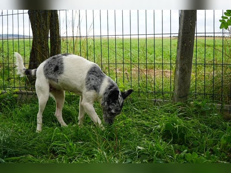 Susy VA- möchte endlich auch ein schönes Zuhause